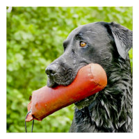 black lab retrieving