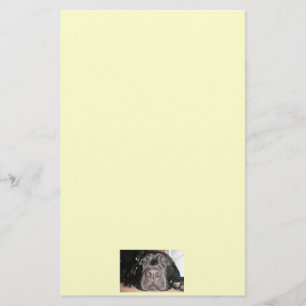 Black Lab Stationary Stationery