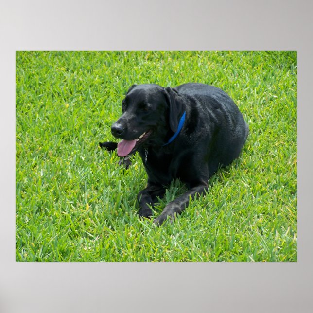 Black Lab-- Taking A Break Poster (Front)
