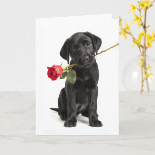 Black Lab Valentine Card
