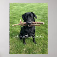 Black Lab with two sticks Dog Photo and Name