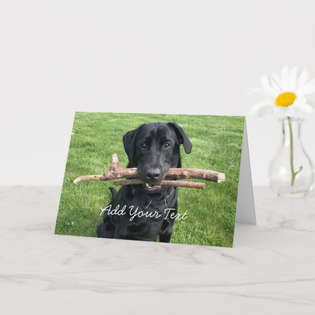 Black Lab with two sticks Dog Photo Card (Small Plant)
