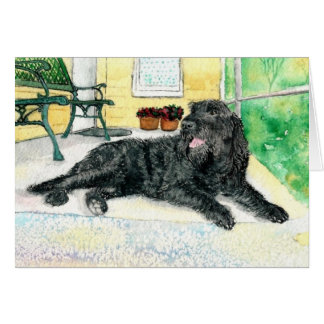 Black Labradoodle