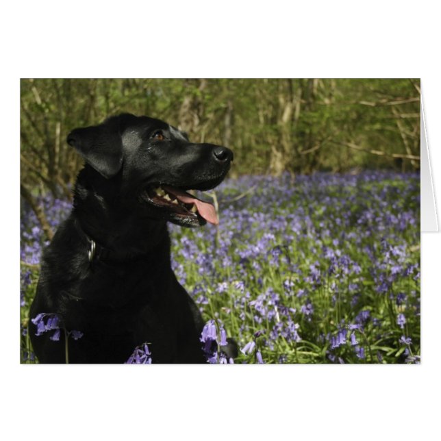 Black Labrador (Front Horizontal)