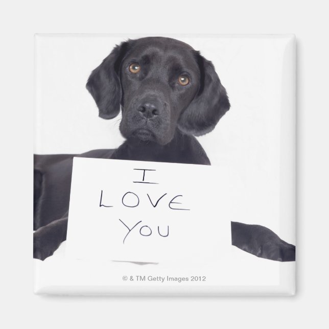 Black Labrador 13 Months Magnet (Front)