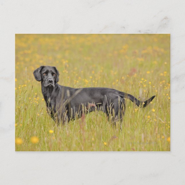 Black labrador 16 Months 2 Postcard (Front)