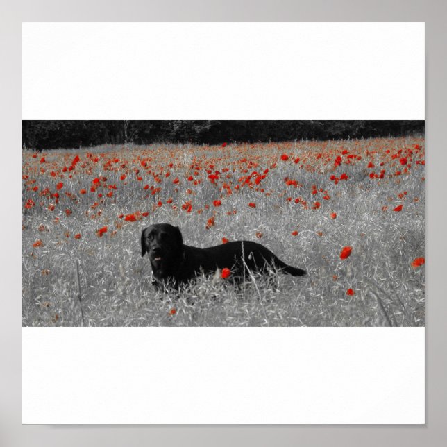 Black Labrador among the poppies print (Front)
