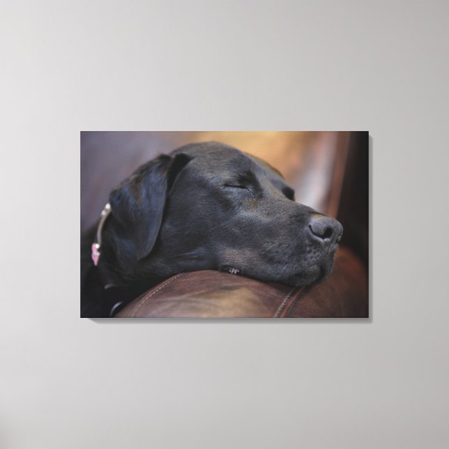 Black labrador asleep on sofa, close-up canvas print (Front)
