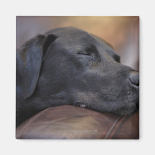 Black labrador asleep on sofa, close-up magnet