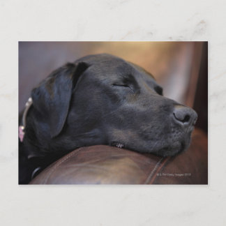 Black labrador asleep on sofa, close-up postcard