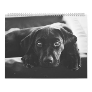 Black Labrador Calendar