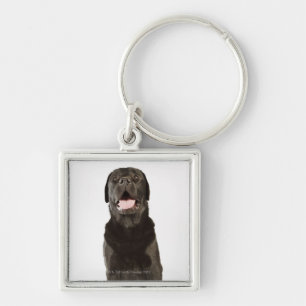 Black Labrador (Canis familiaris), panting, Key Ring