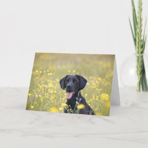 Black Labrador Card