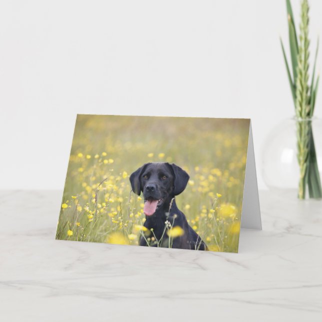 Black Labrador Card (Front)