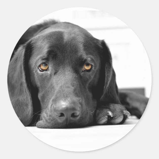 Black Labrador Classic Round Sticker (Front)