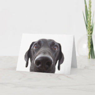 Black Labrador Closeup Portrait Card