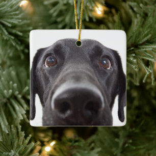 Black Labrador Closeup Portrait Ceramic Ornament