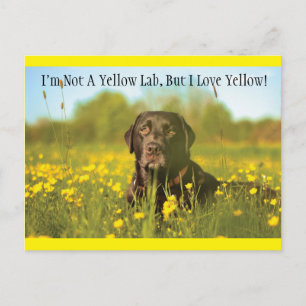 Black Labrador Dog Postcard