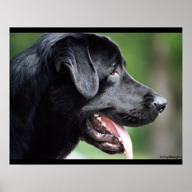 Black Labrador Dog Poster (Front)