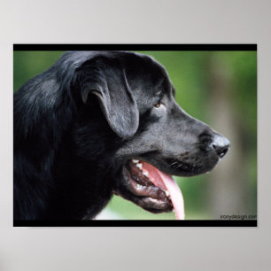 Black Labrador Dog Poster