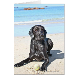 Black Labrador Dog sitting on the Beach