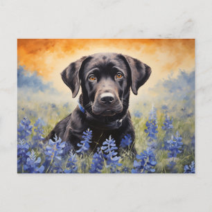Black Labrador in Bluebonnets Postcard
