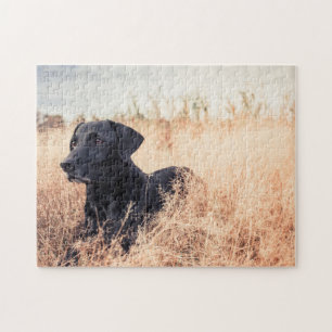 Black Labrador In Dry Grass Jigsaw Puzzle