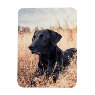 Black Labrador In Dry Grass Magnet