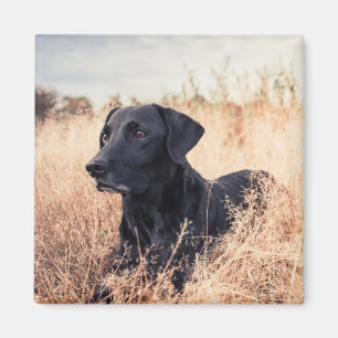 Black Labrador In Dry Grass Magnet