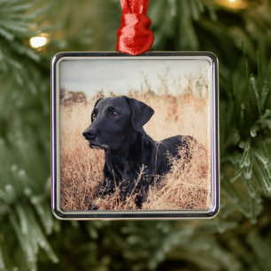 Black Labrador In Dry Grass Metal Tree Decoration