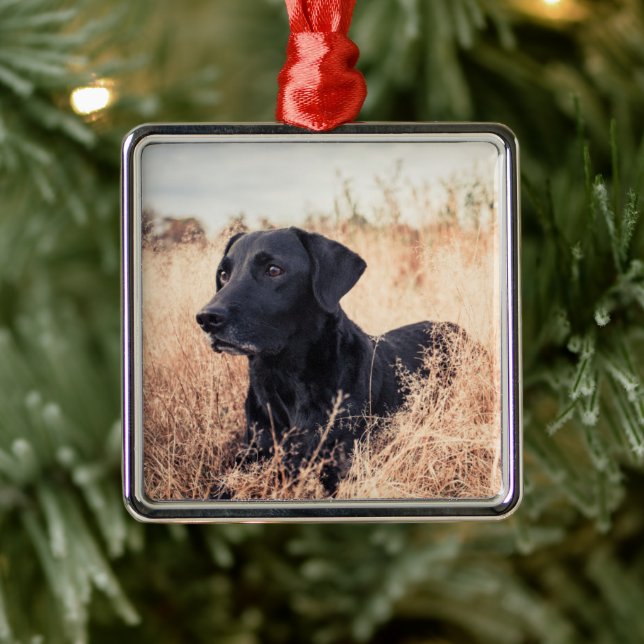 Black Labrador In Dry Grass Metal Tree Decoration (Tree)