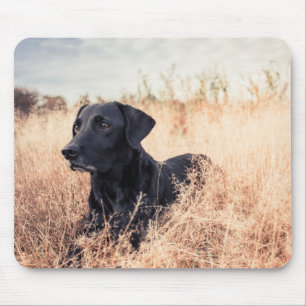 Black Labrador In Dry Grass Mouse Pad
