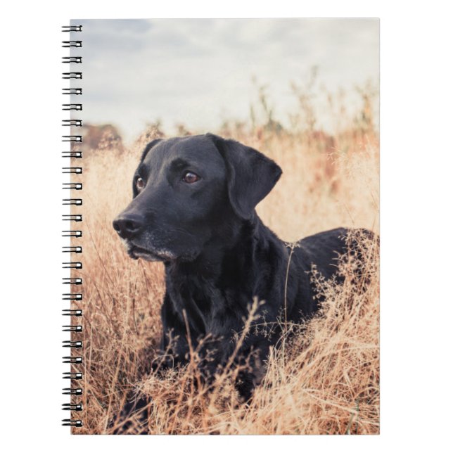 Black Labrador In Dry Grass Notebook (Front)