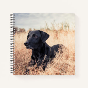 Black Labrador In Dry Grass Notebook