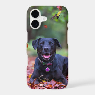 Black Labrador In Fall Leaves