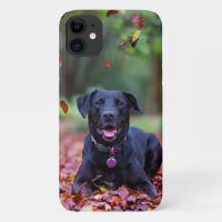 Black Labrador In Fall Leaves