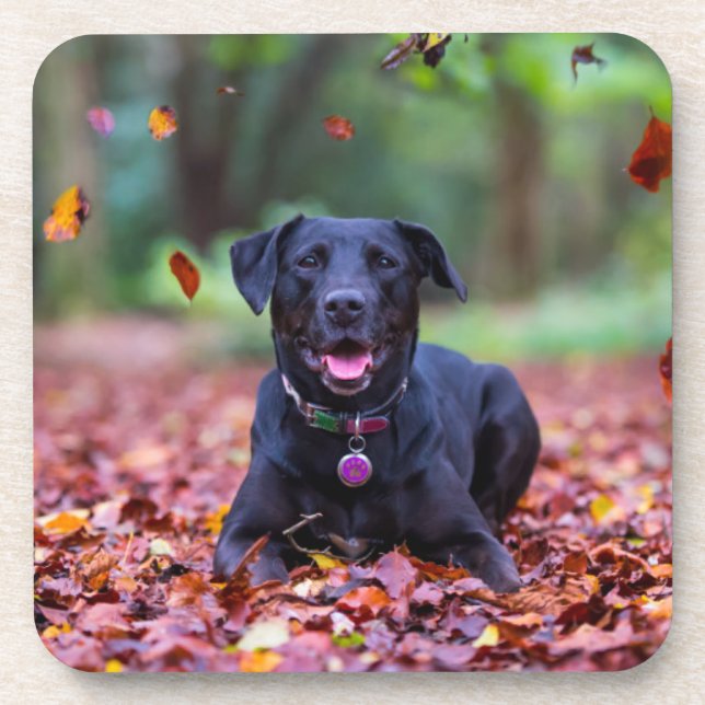 Black Labrador In Fall Leaves Coaster (Front)