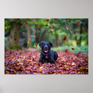 Black Labrador In Fall Leaves Poster