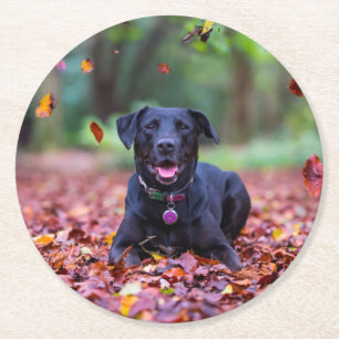 Black Labrador In Fall Leaves Round Paper Coaster