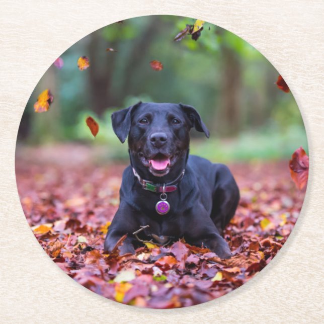 Black Labrador In Fall Leaves Round Paper Coaster (Front)