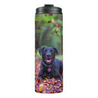 Black Labrador In Fall Leaves