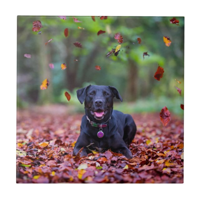Black Labrador In Fall Leaves Tile (Front)