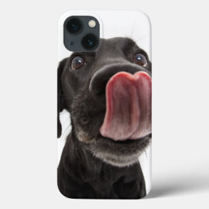 Black Labrador Licking Its Nose iPhone 13 Case