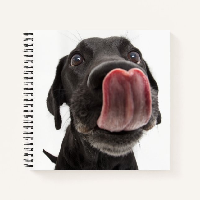 Black Labrador Licking Its Nose Notebook (Front)