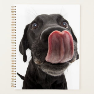 Black Labrador Licking Its Nose Planner