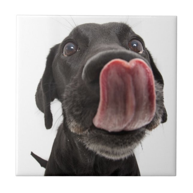 Black Labrador Licking Its Nose Tile (Front)