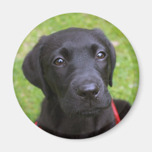 Black Labrador Magnet
