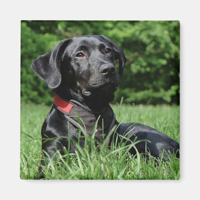 Black Labrador Magnet (Front)