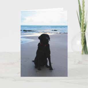 Black Labrador on a beach Card