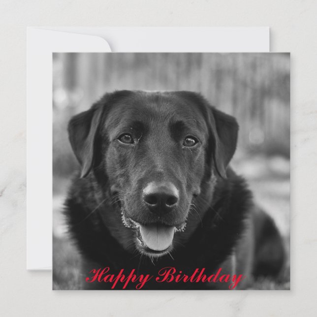 Black Labrador Photo Pet Dog  Card (Front)